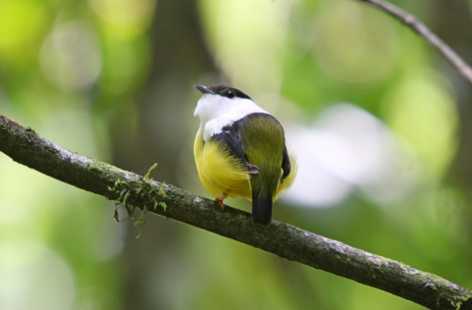 image White-collared Manakin